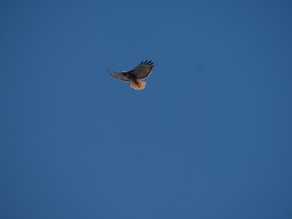 Red-tailed Hawk - ML627187332