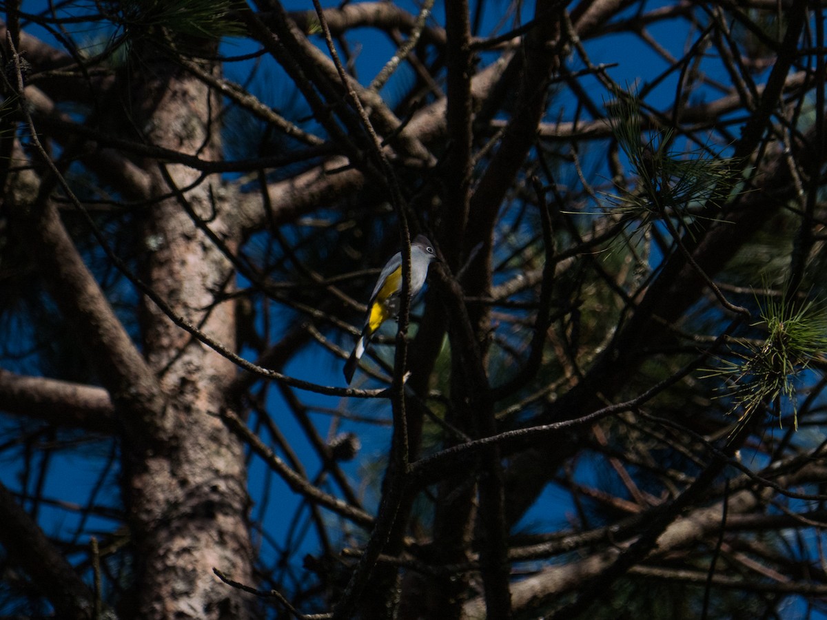 Gray Silky-flycatcher - ML627187336