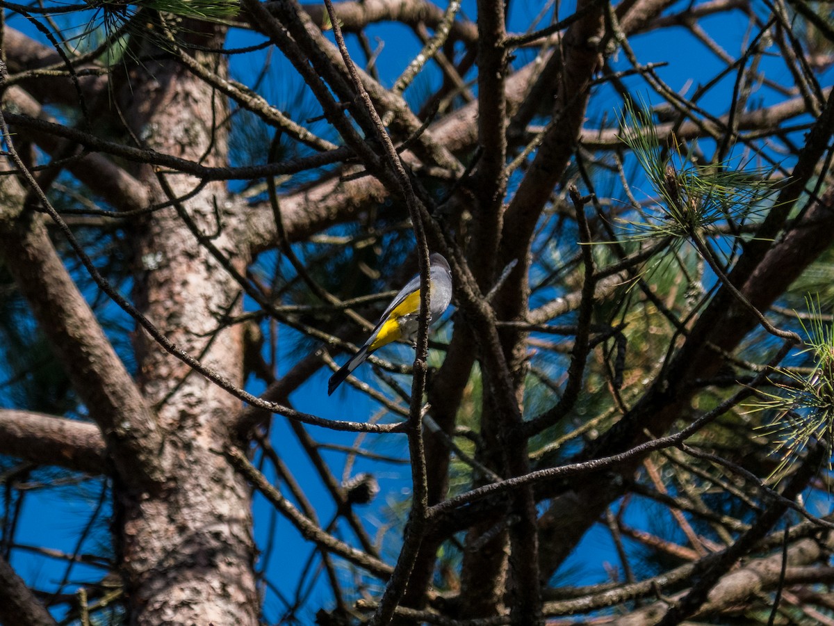 Gray Silky-flycatcher - ML627187337