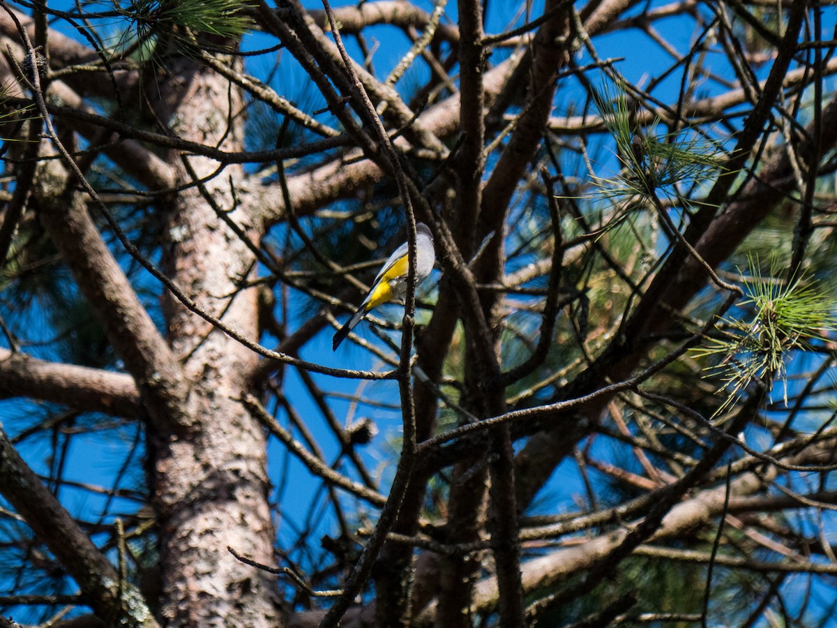 Gray Silky-flycatcher - ML627187338