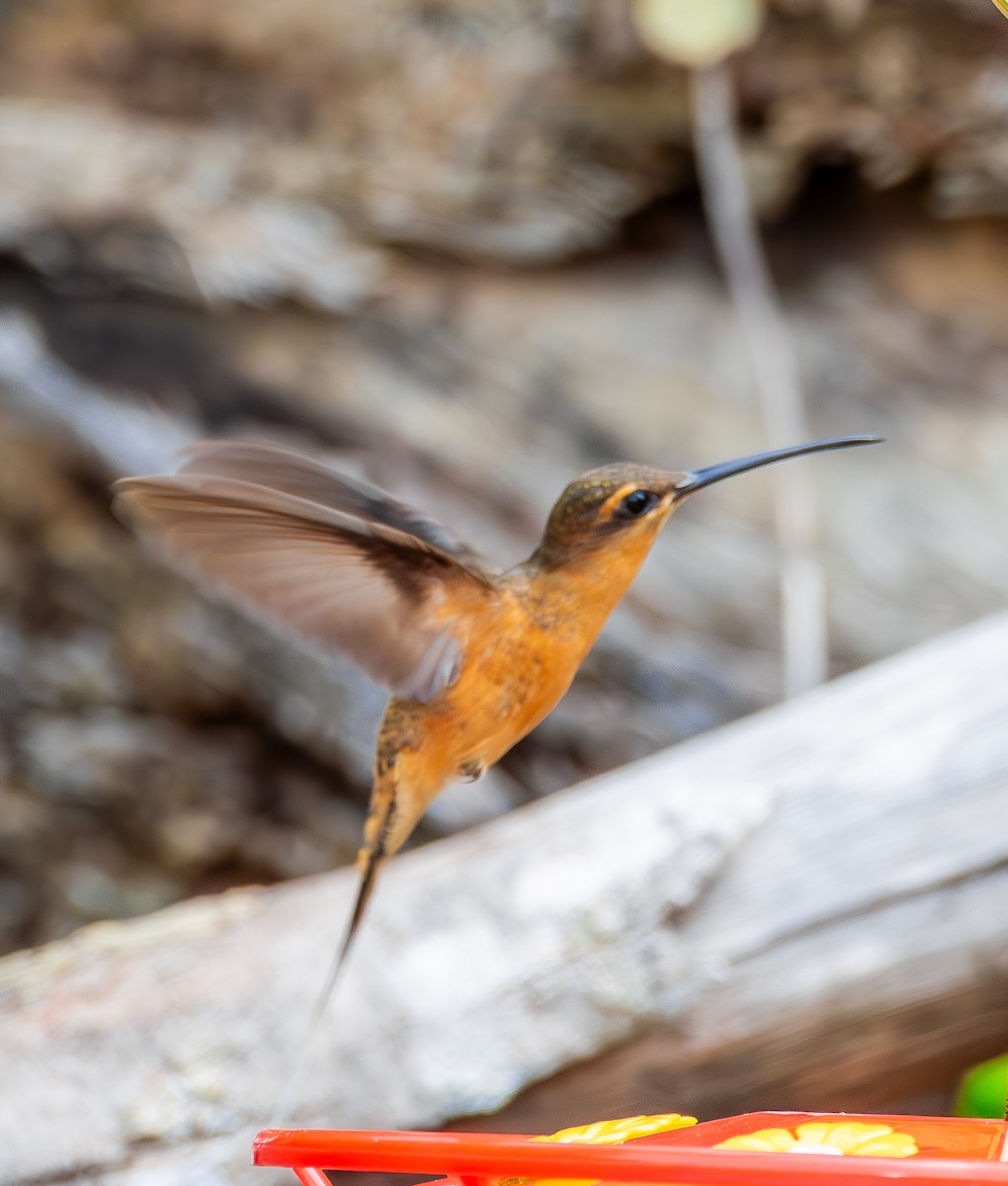 Needle-billed Hermit - ML627187357