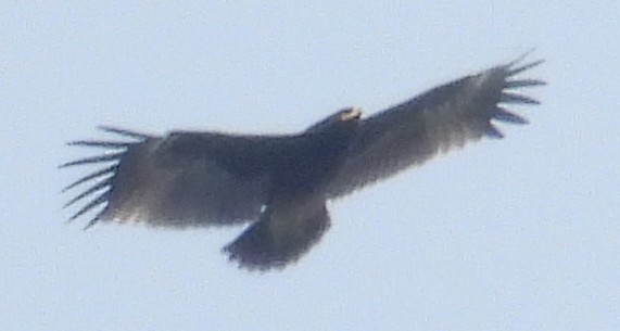 Greater Spotted Eagle - ML627187519
