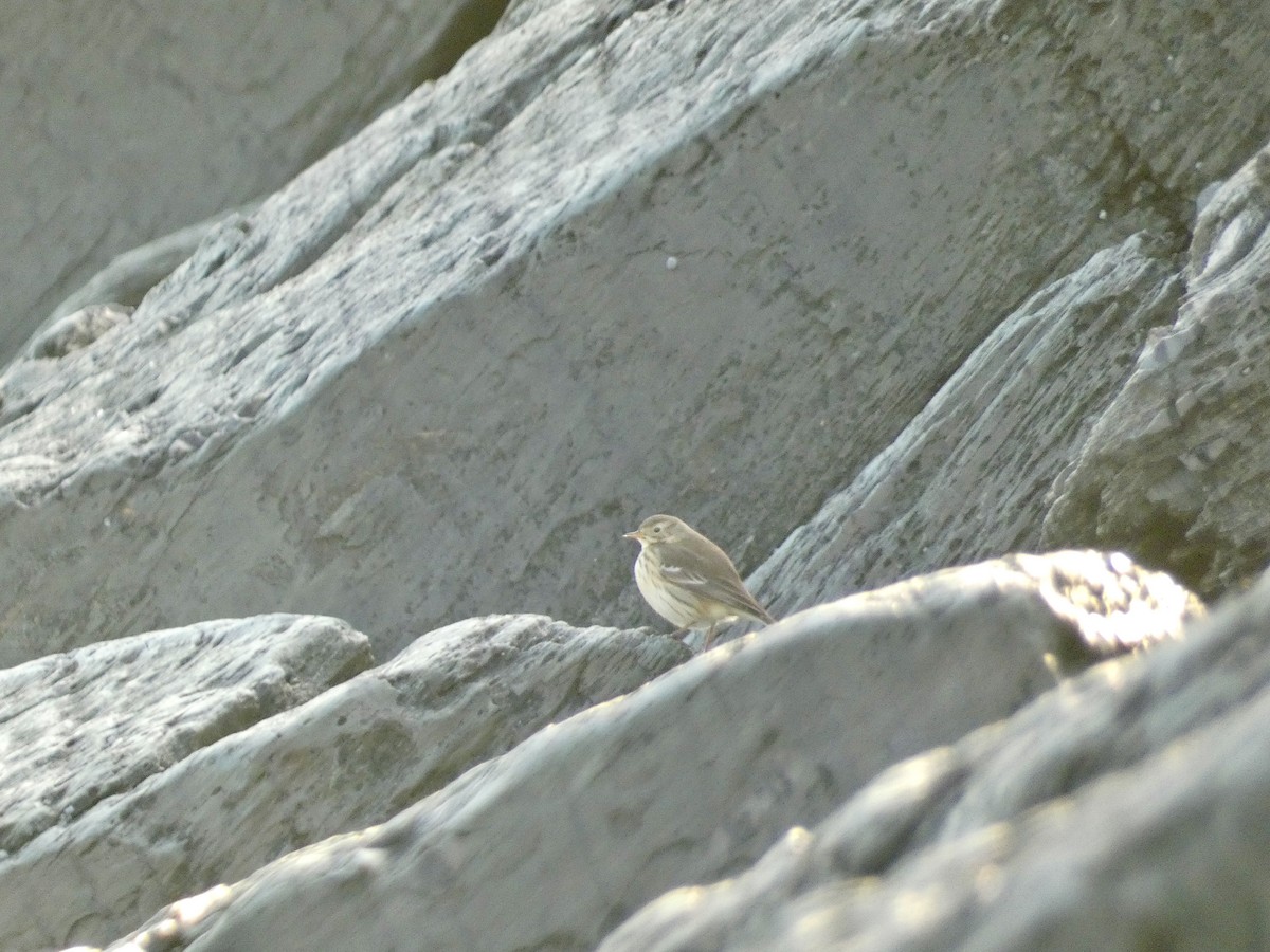 American Pipit - ML627187718