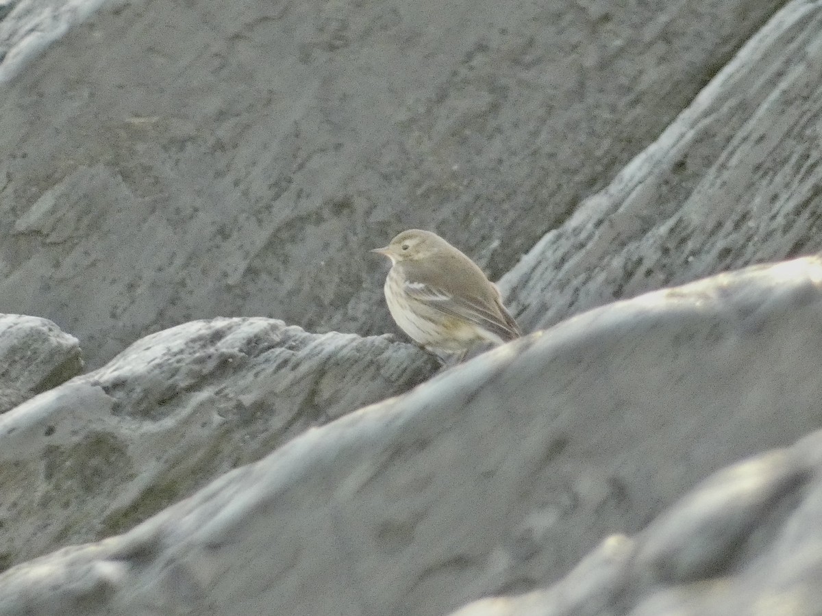 American Pipit - ML627187808