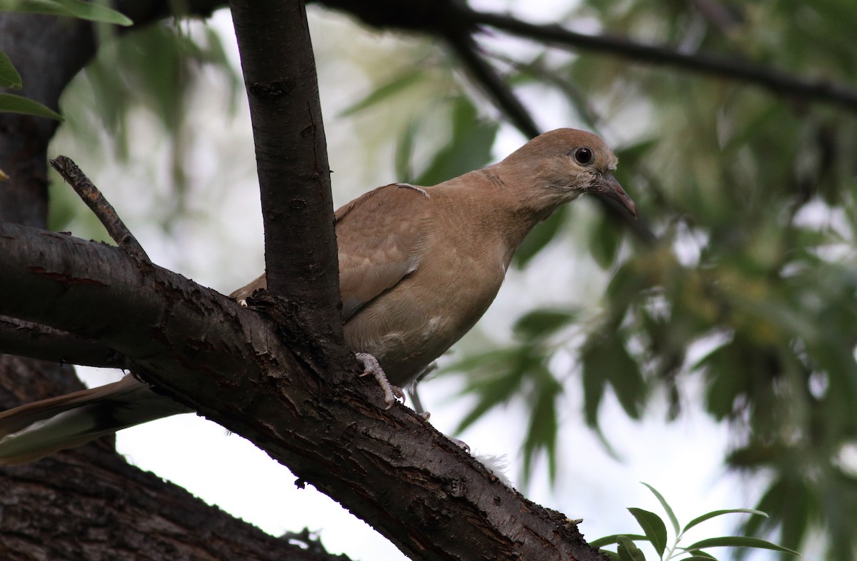 Eurasian Collared-Dove - ML62718781