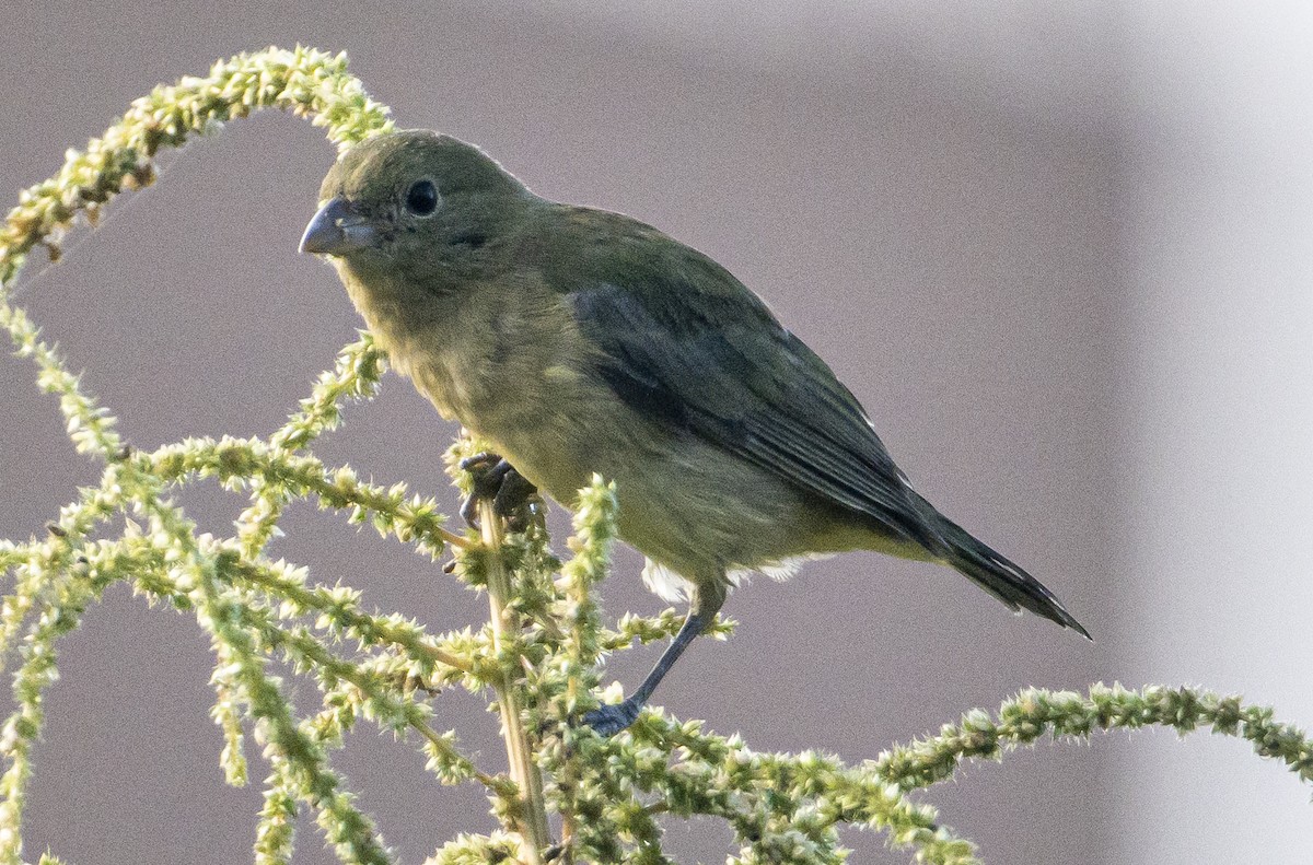 Painted Bunting - ML627187859