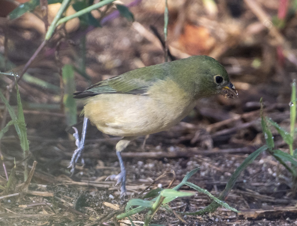 Painted Bunting - ML627187860