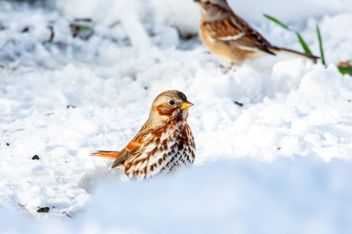 Fox Sparrow - Dennis Thomas