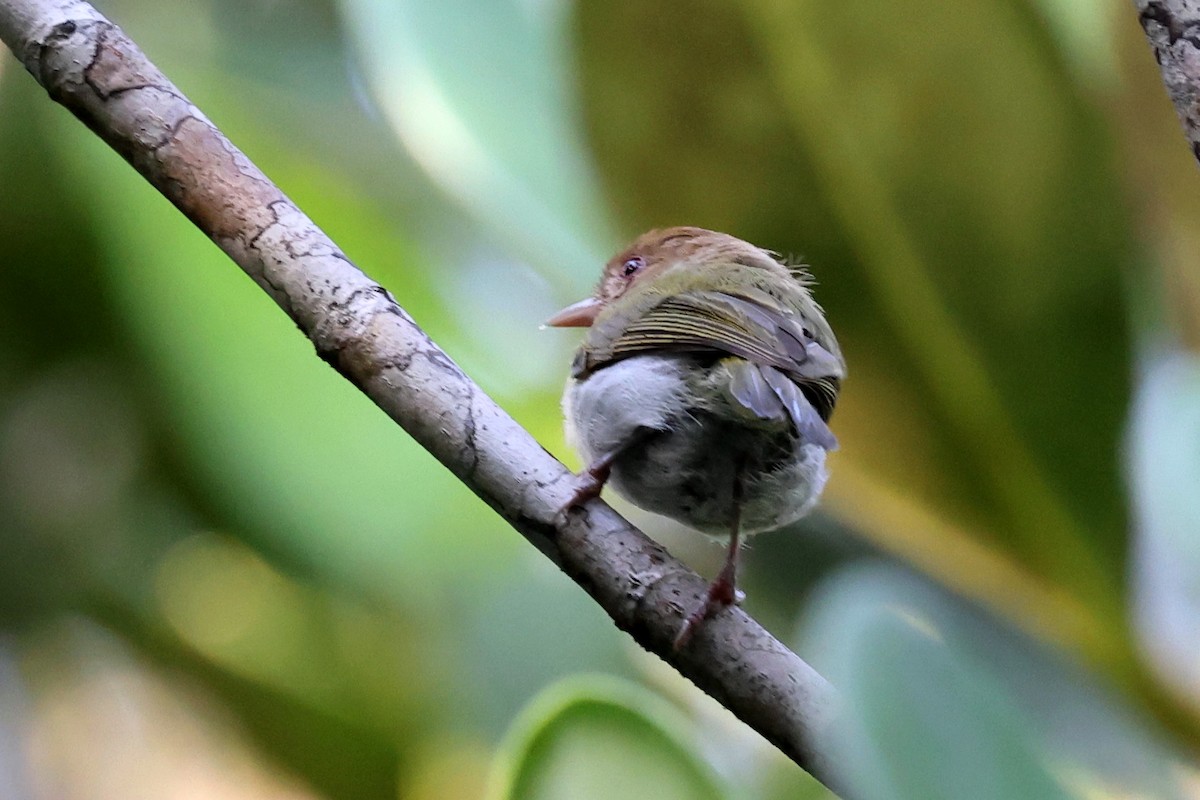 Brown-headed Greenlet - ML627188153