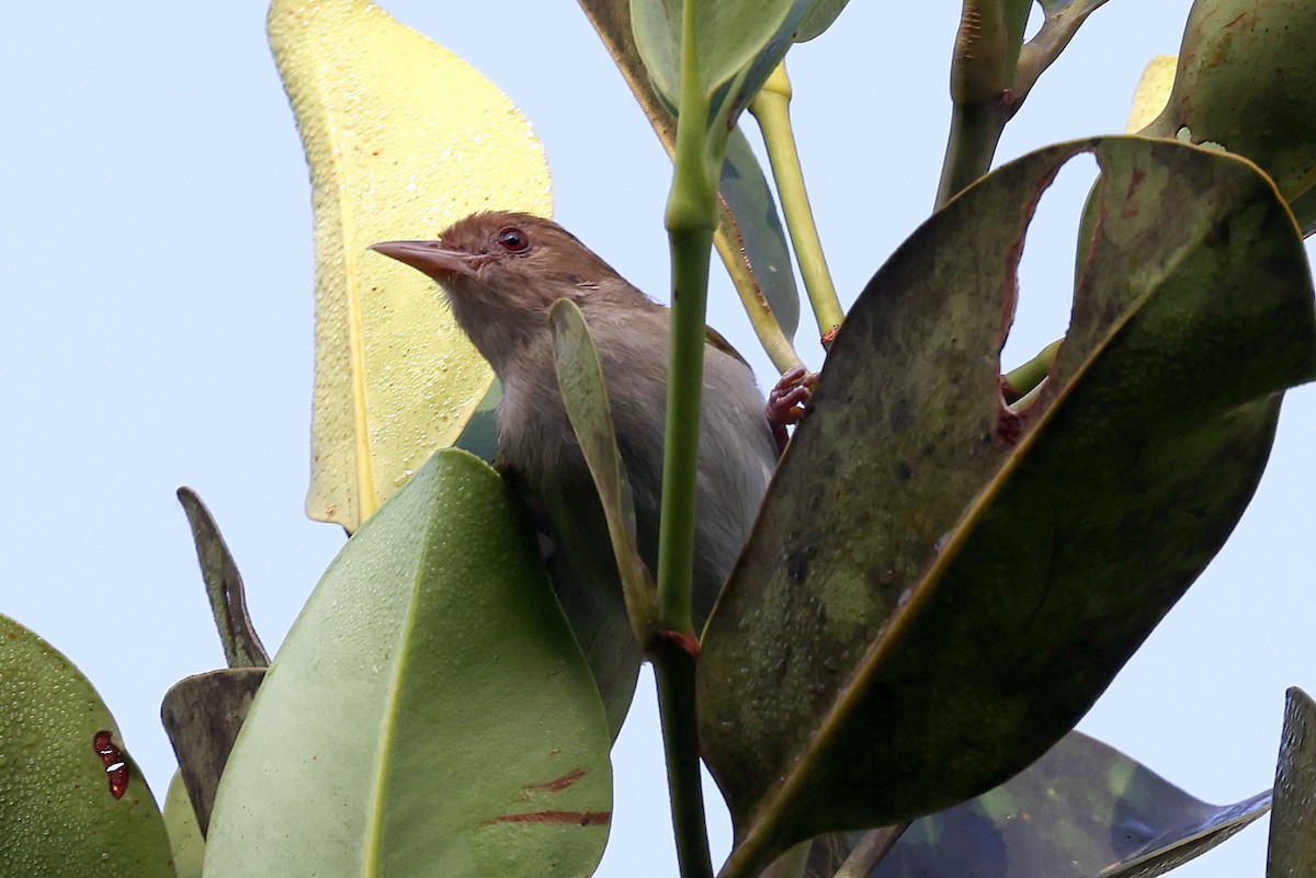 Brown-headed Greenlet - ML627188155