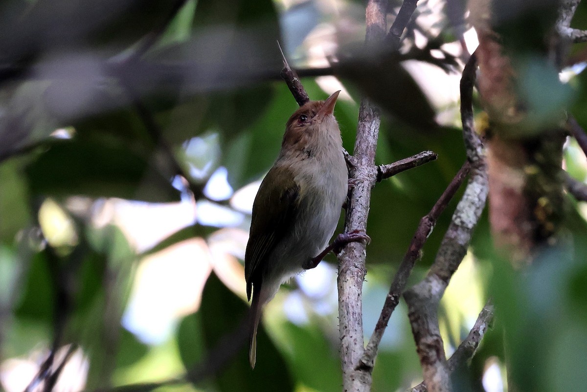 Brown-headed Greenlet - ML627188158