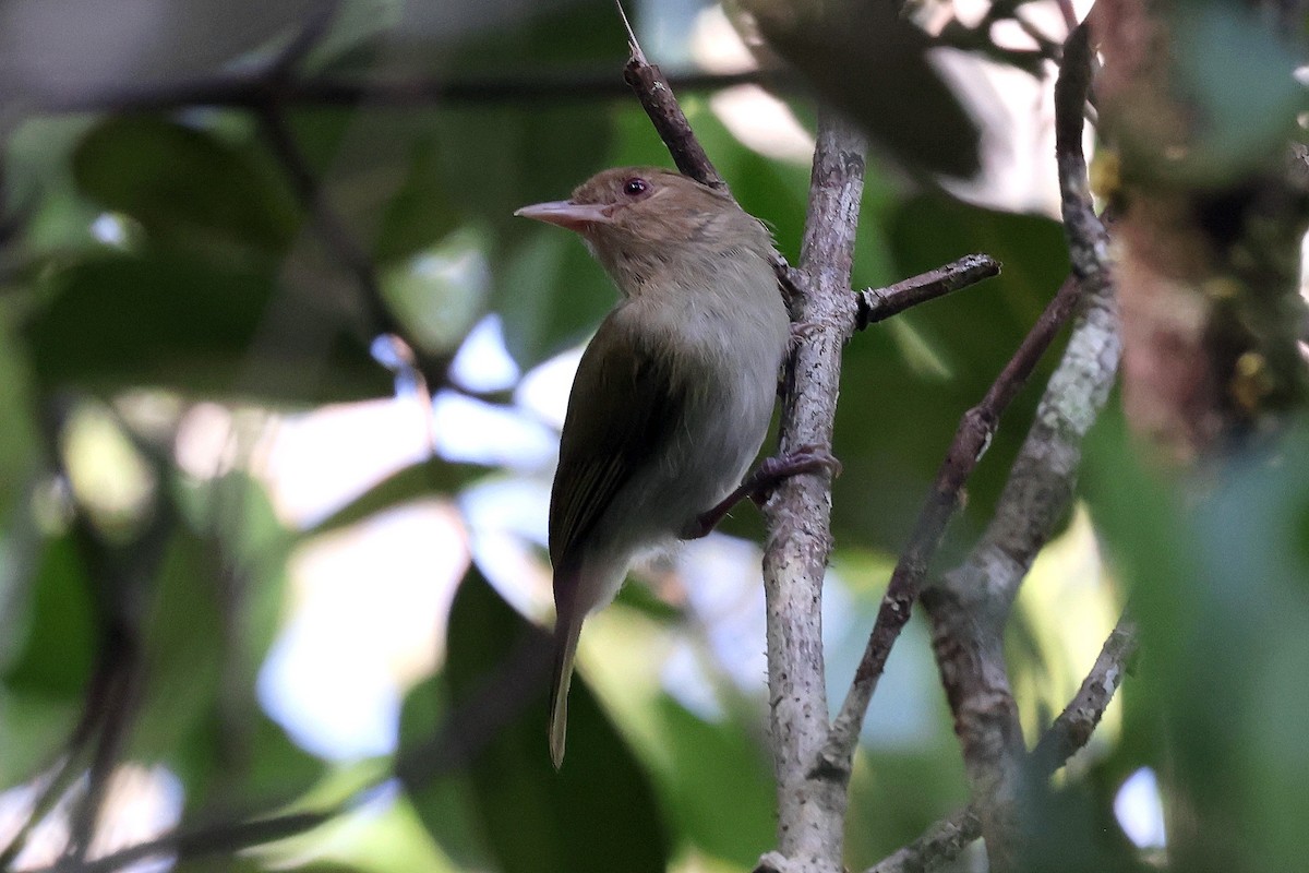 Brown-headed Greenlet - ML627188160
