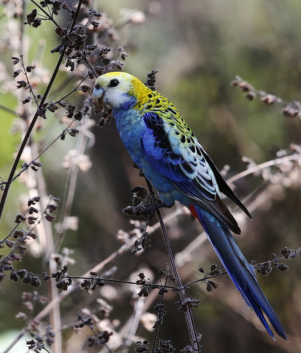 Pale-headed Rosella - Tony Ashton