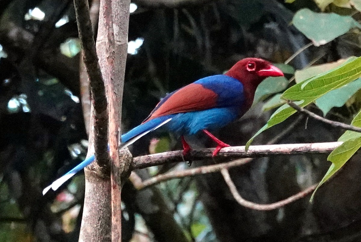 Sri Lanka Blue-Magpie - ML627188247