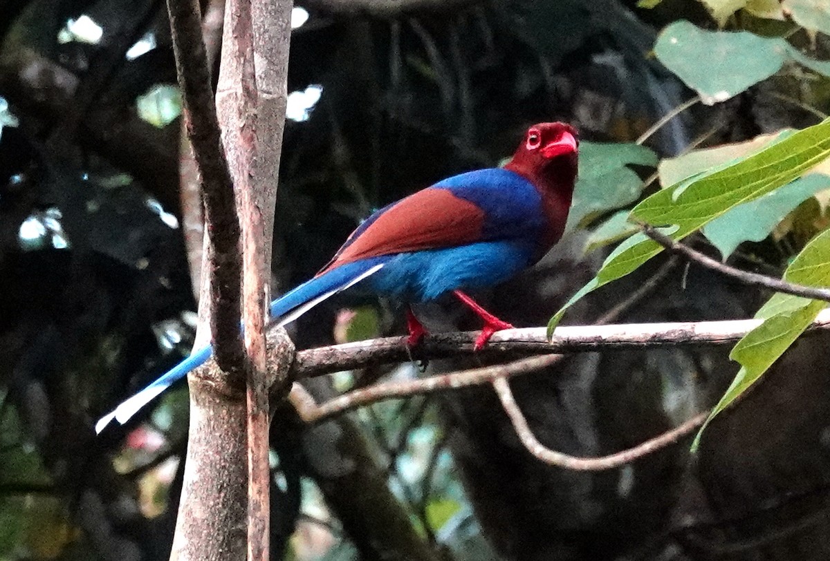 Sri Lanka Blue-Magpie - ML627188248