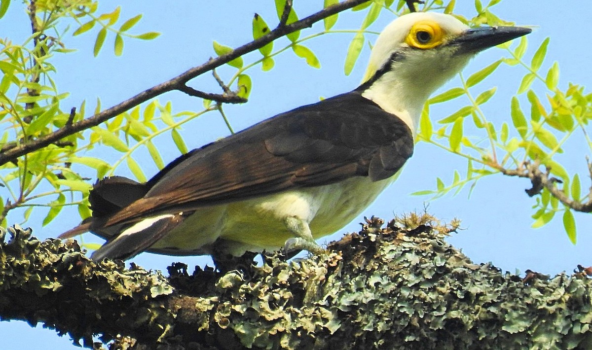 White Woodpecker - ML627188289
