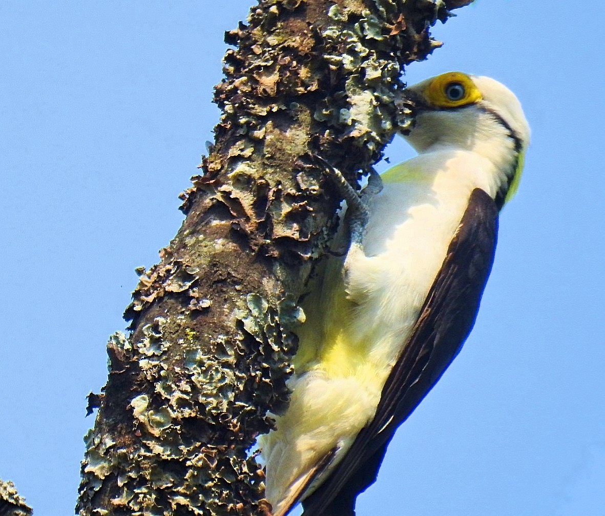 White Woodpecker - ML627188290