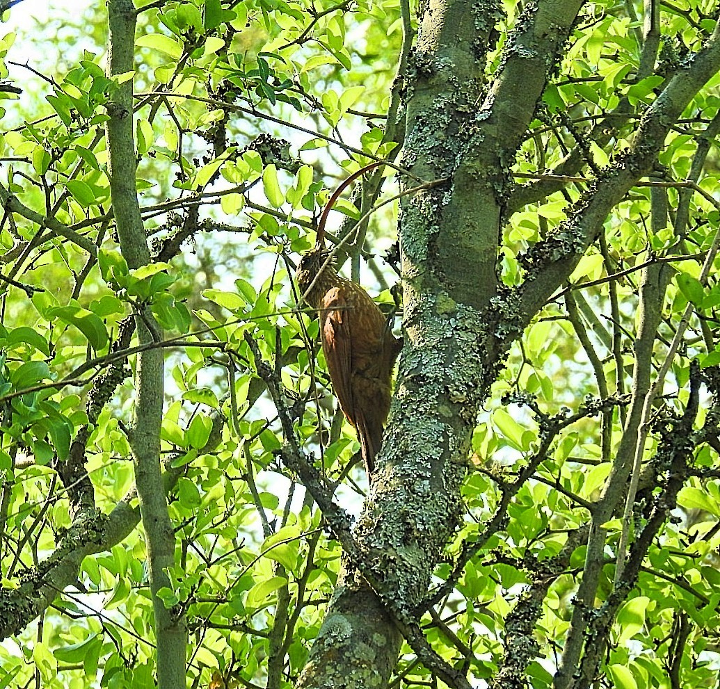 Red-billed Scythebill - ML627188325
