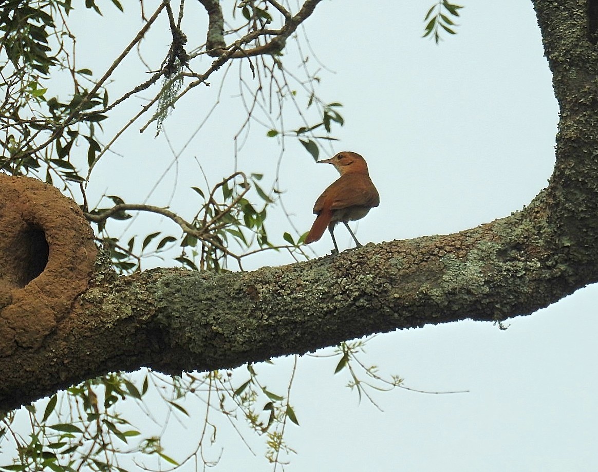 Rufous Hornero - ML627188397