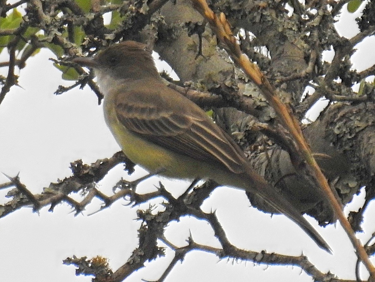 Brown-crested Flycatcher - ML627188440