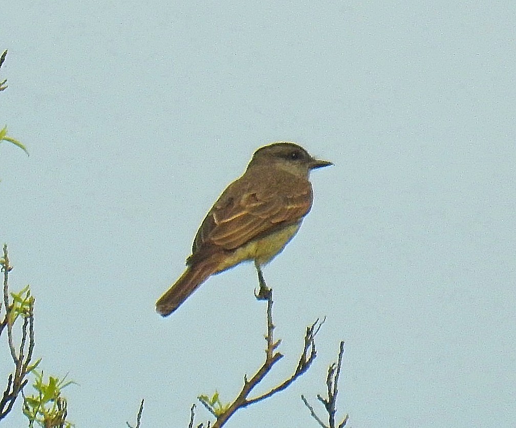 Crowned Slaty Flycatcher - ML627188458