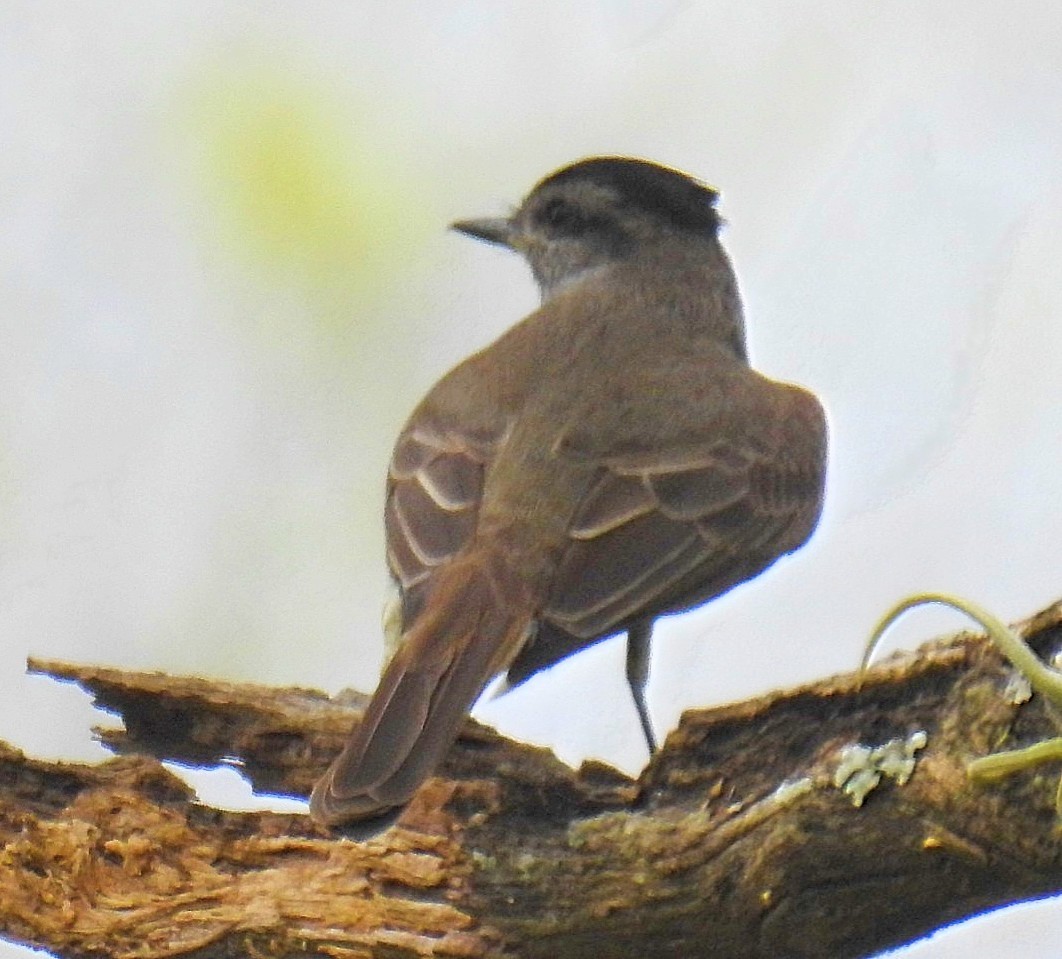 Crowned Slaty Flycatcher - ML627188459