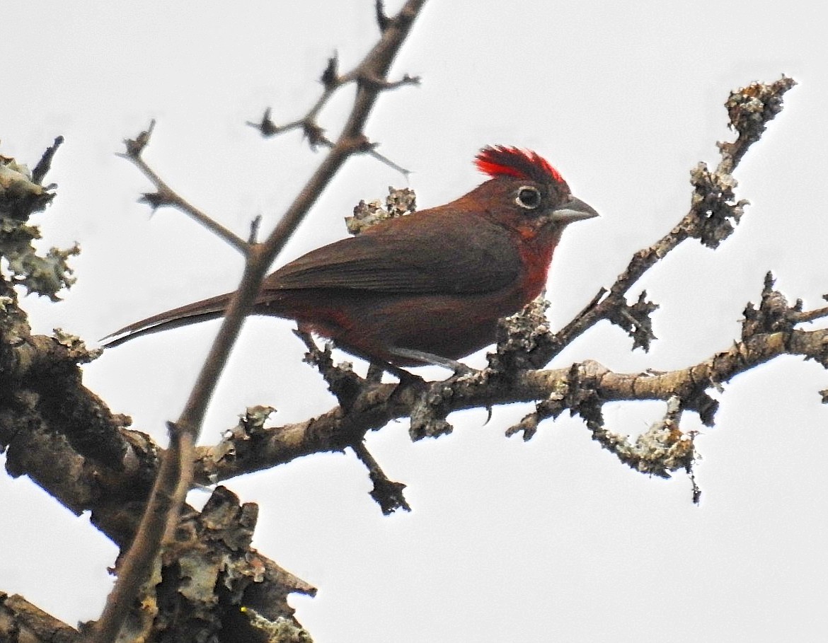 Red-crested Finch - ML627188492