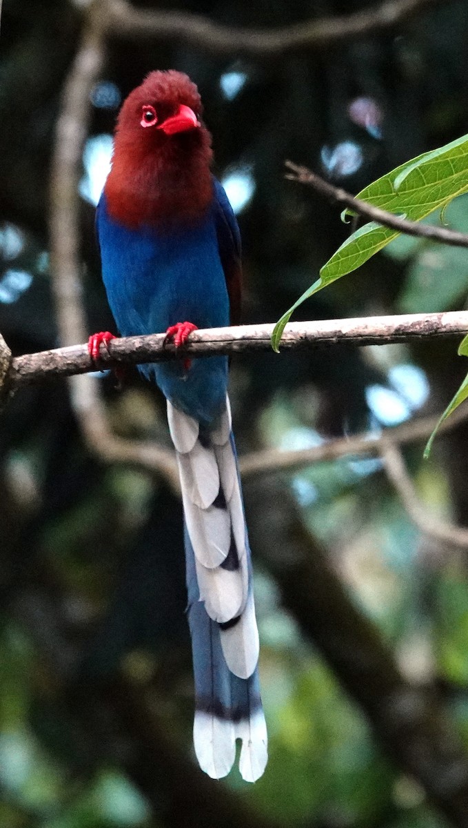 Sri Lanka Blue-Magpie - ML627188543