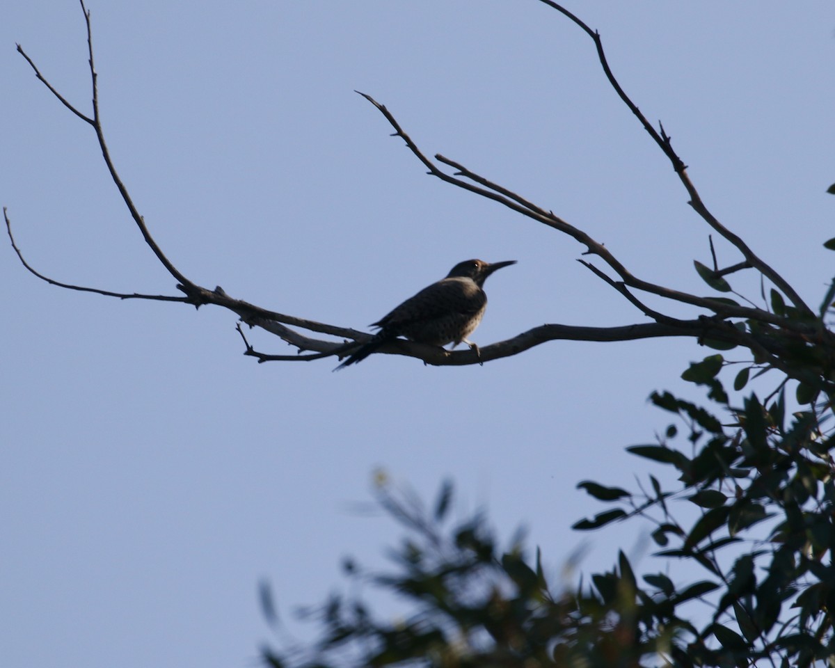 Northern Flicker (Red-shafted) - ML627188562