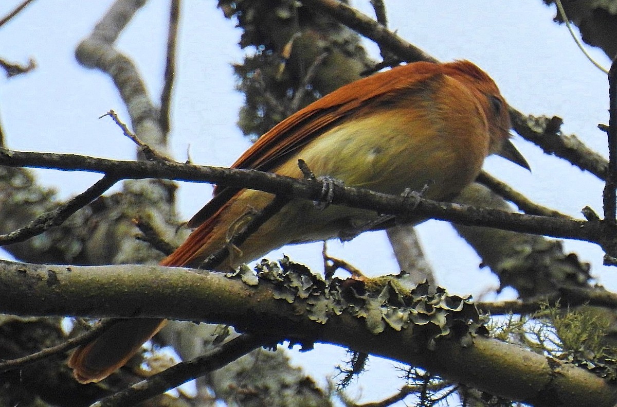 Rufous Casiornis - ML627188574