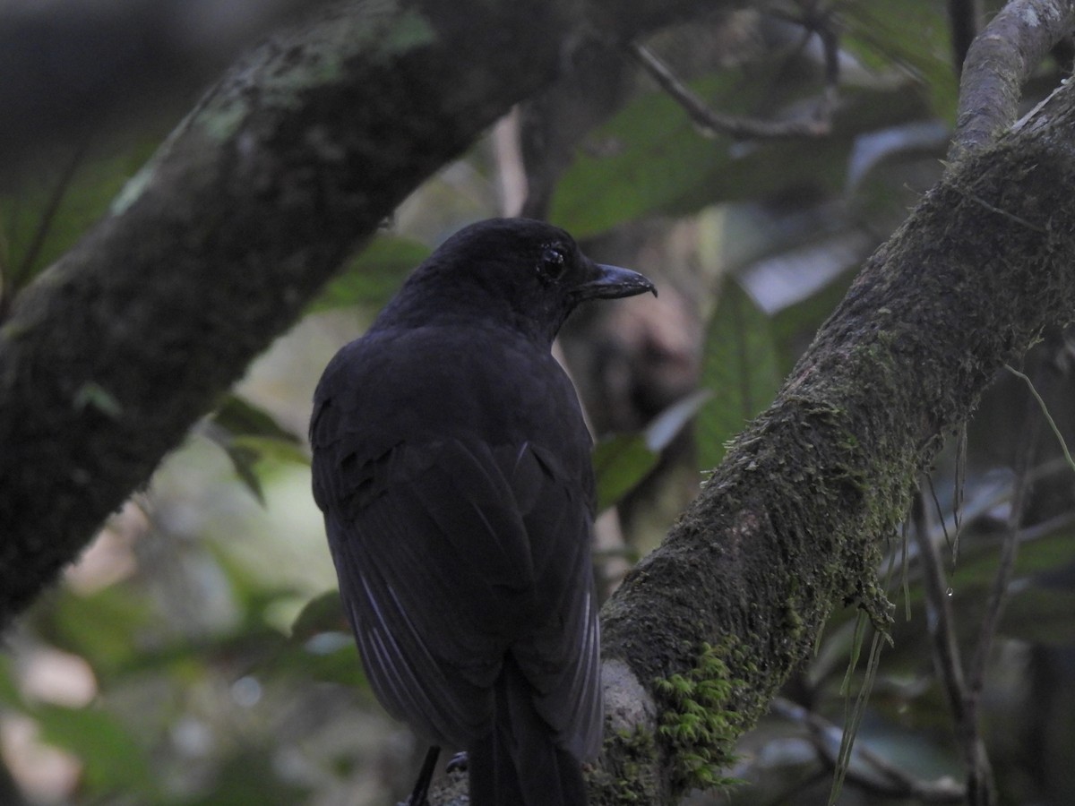 Bornean Whistling-Thrush - ML627188682