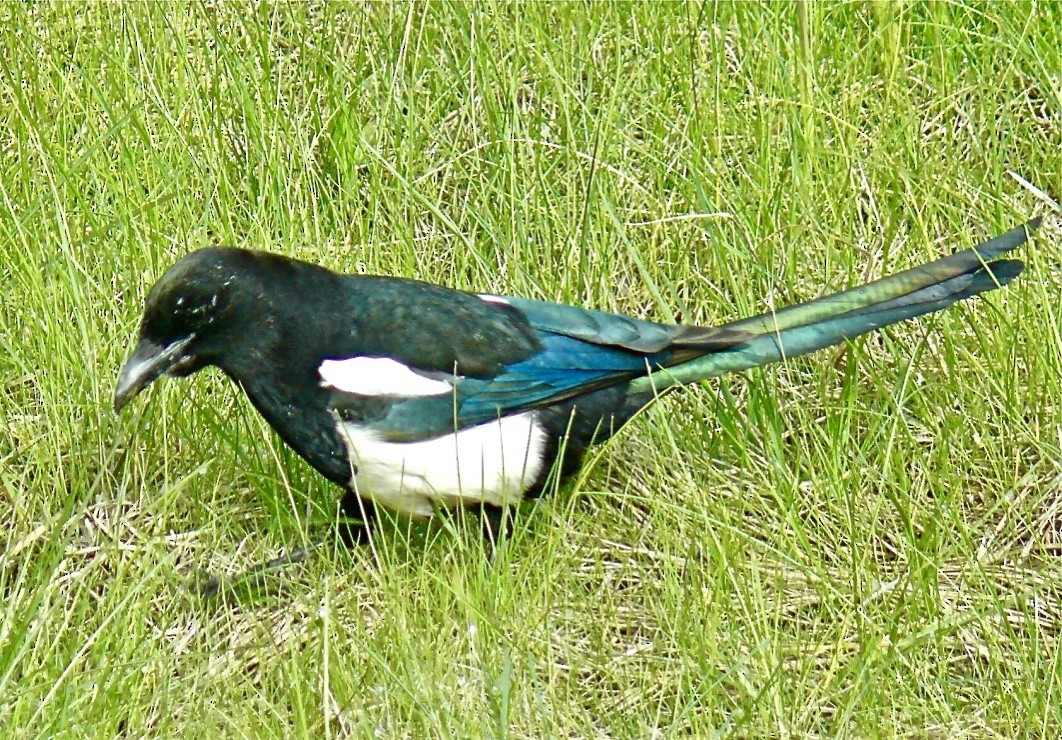 Black-billed Magpie - ML627188863