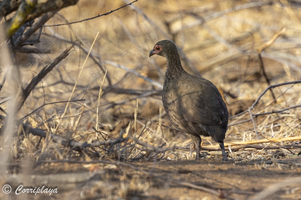 Swainson's Spurfowl - ML627188882