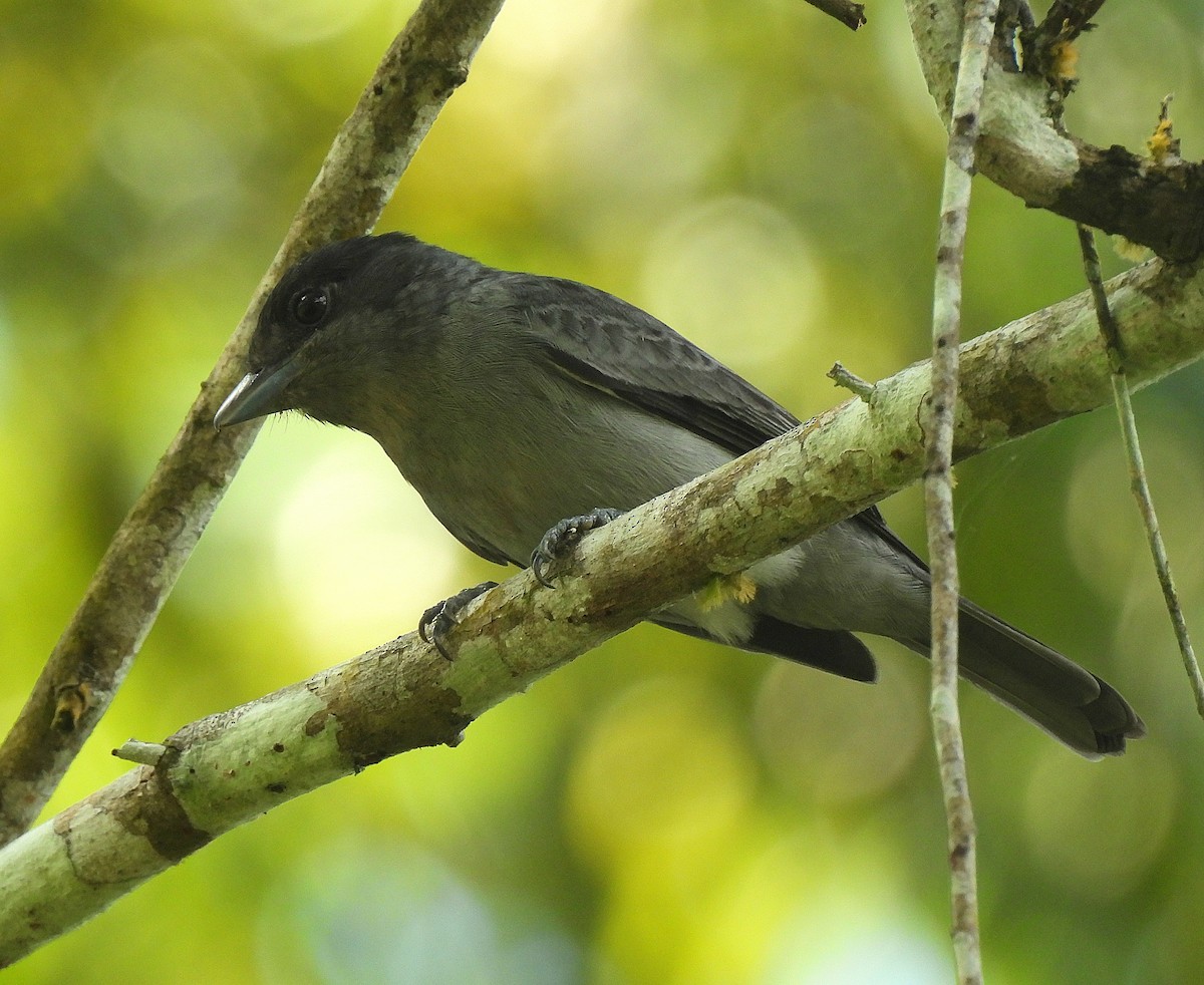 One-colored Becard - ML627189276