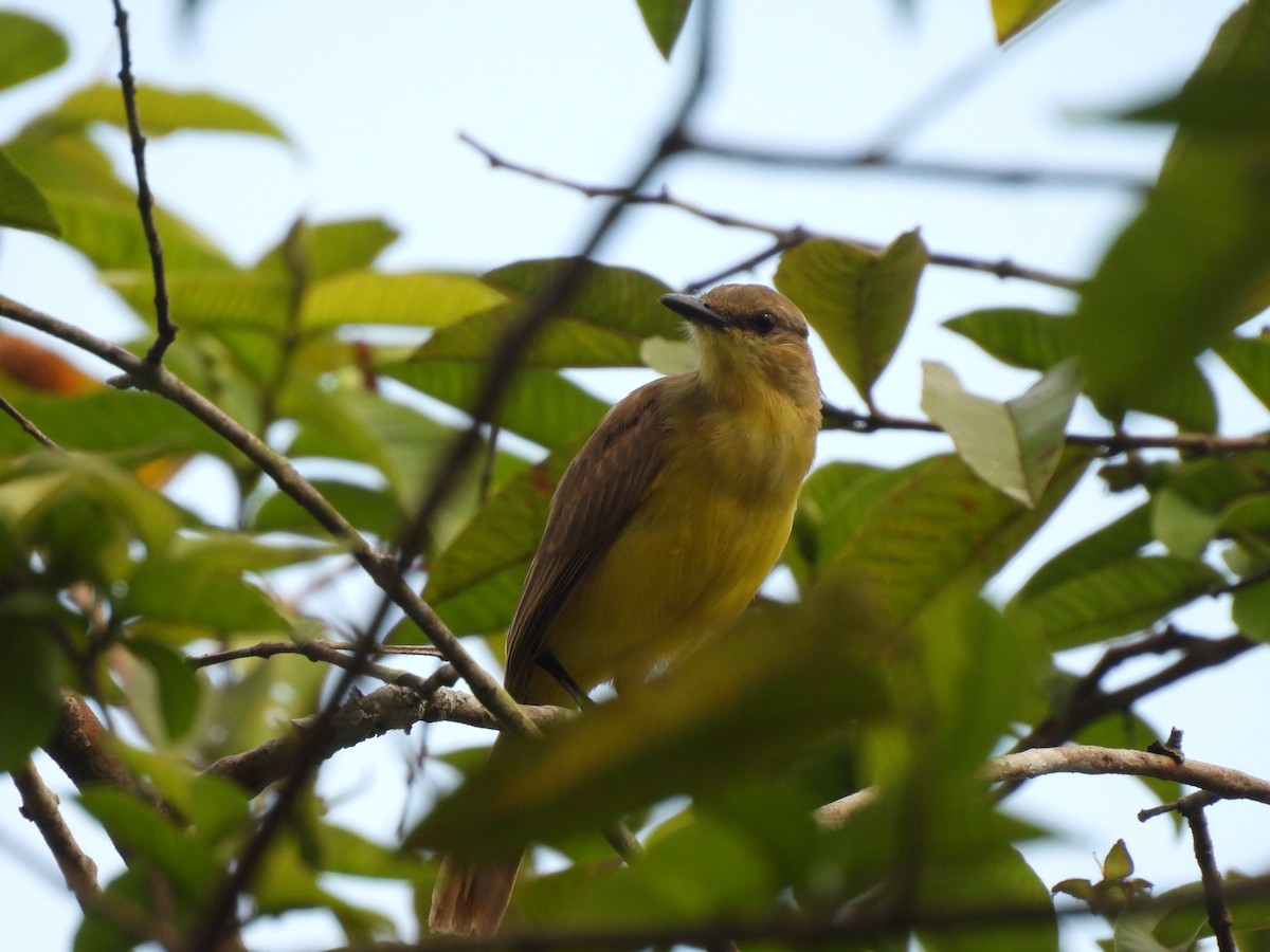 Cattle Tyrant - ML627189305