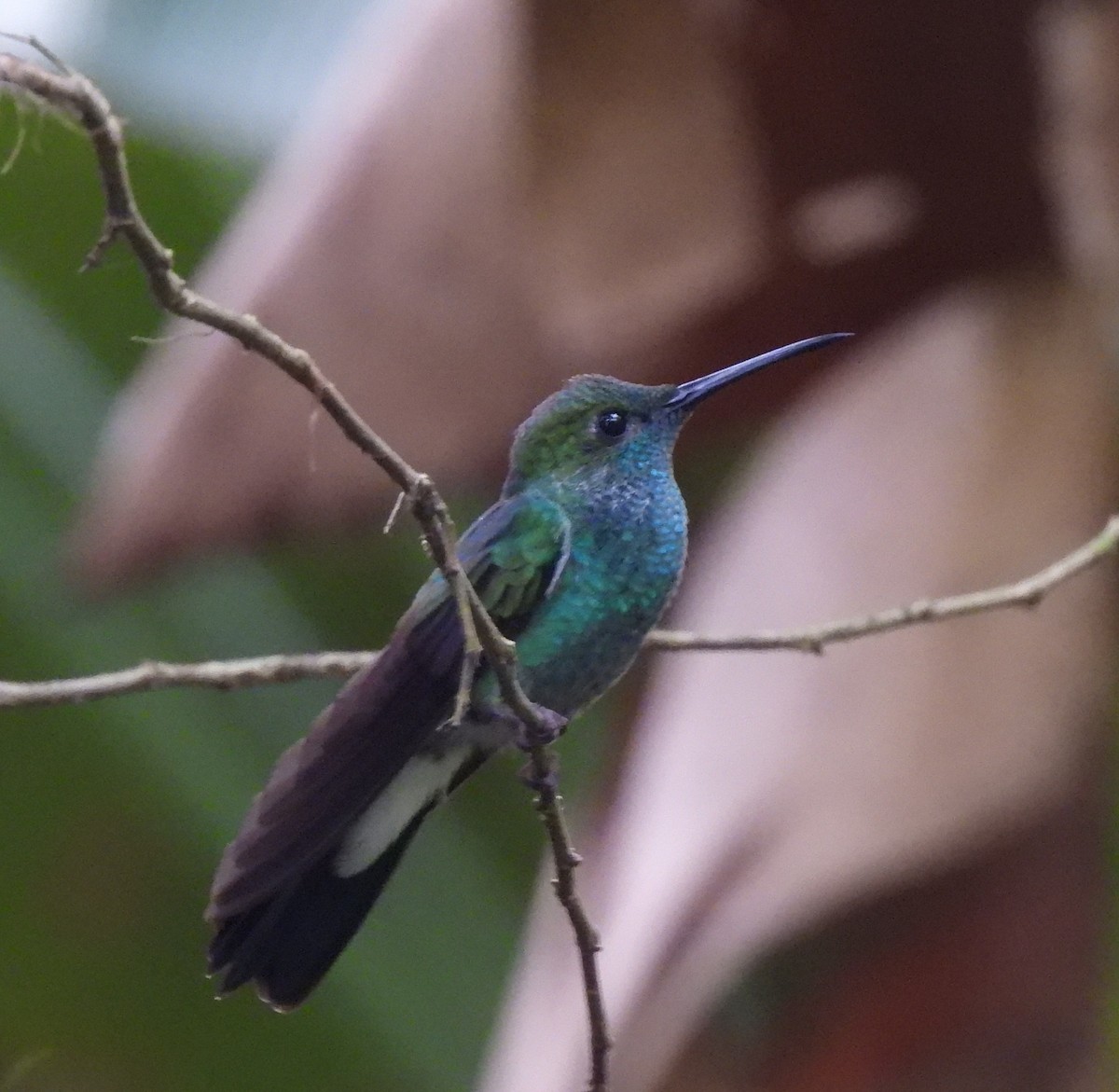 White-vented Plumeleteer - ML627189333