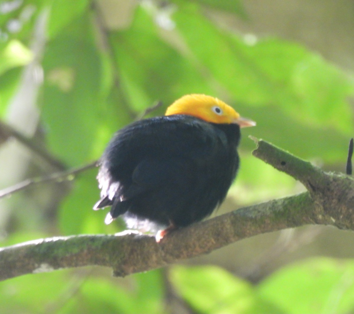 Golden-headed Manakin - ML627189345