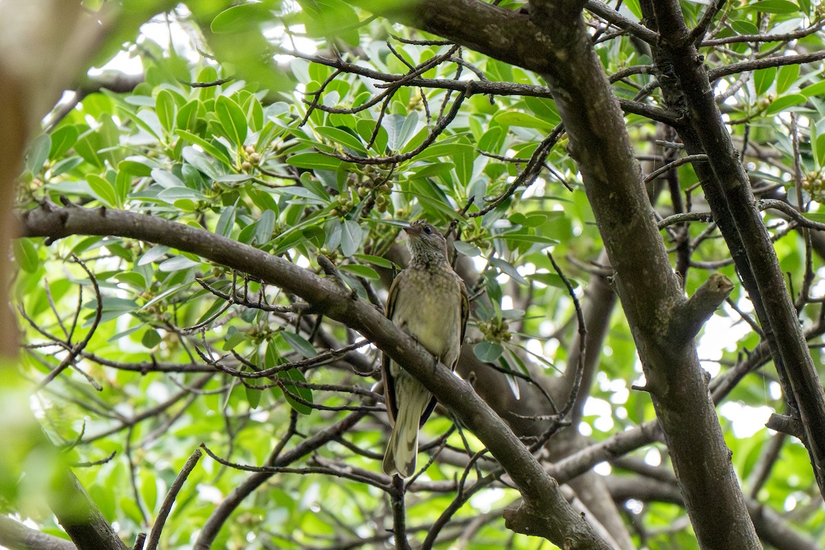 Scaly-throated Honeyguide - ML627189393