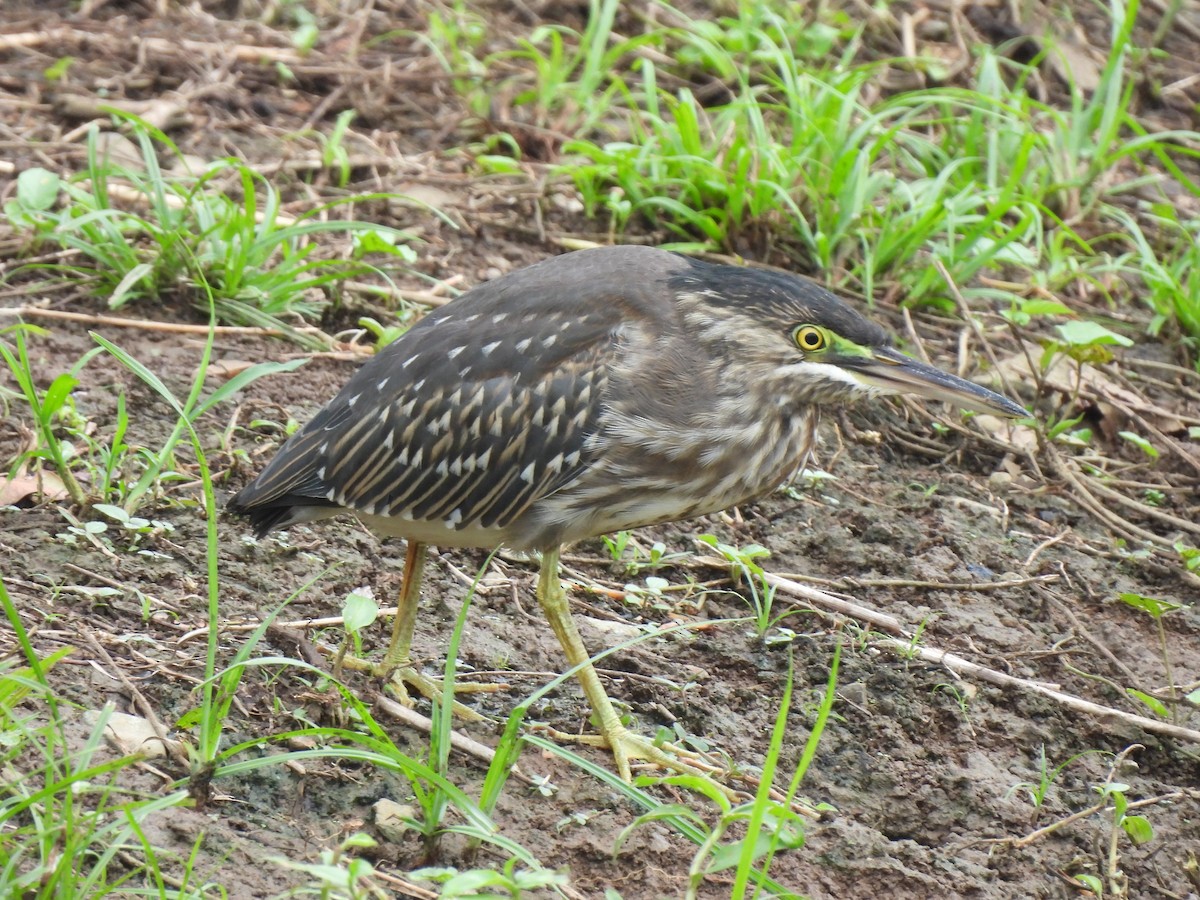 Striated Heron - ML627189423