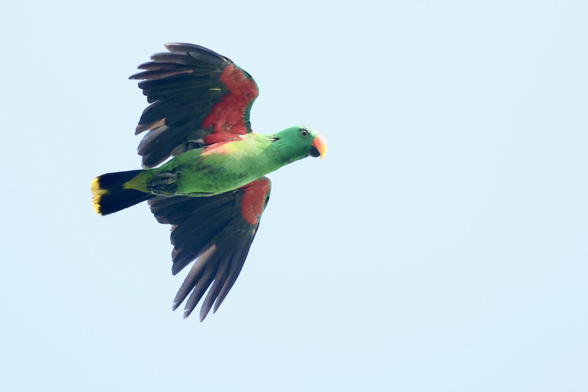 Tanimbar Eclectus - ML627189442