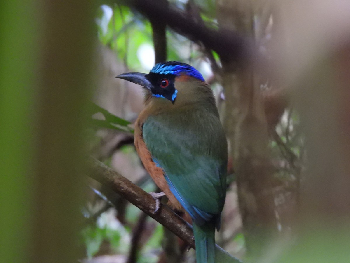 Whooping Motmot - ML627189462