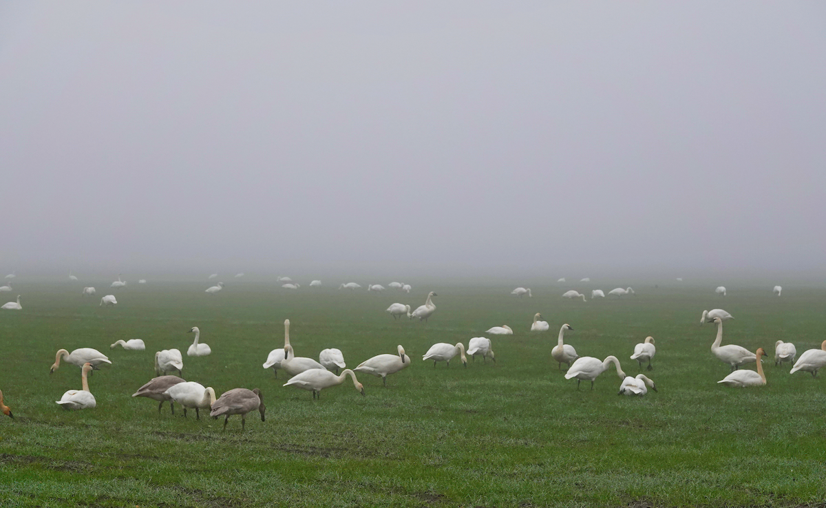 Trumpeter Swan - ML627189468