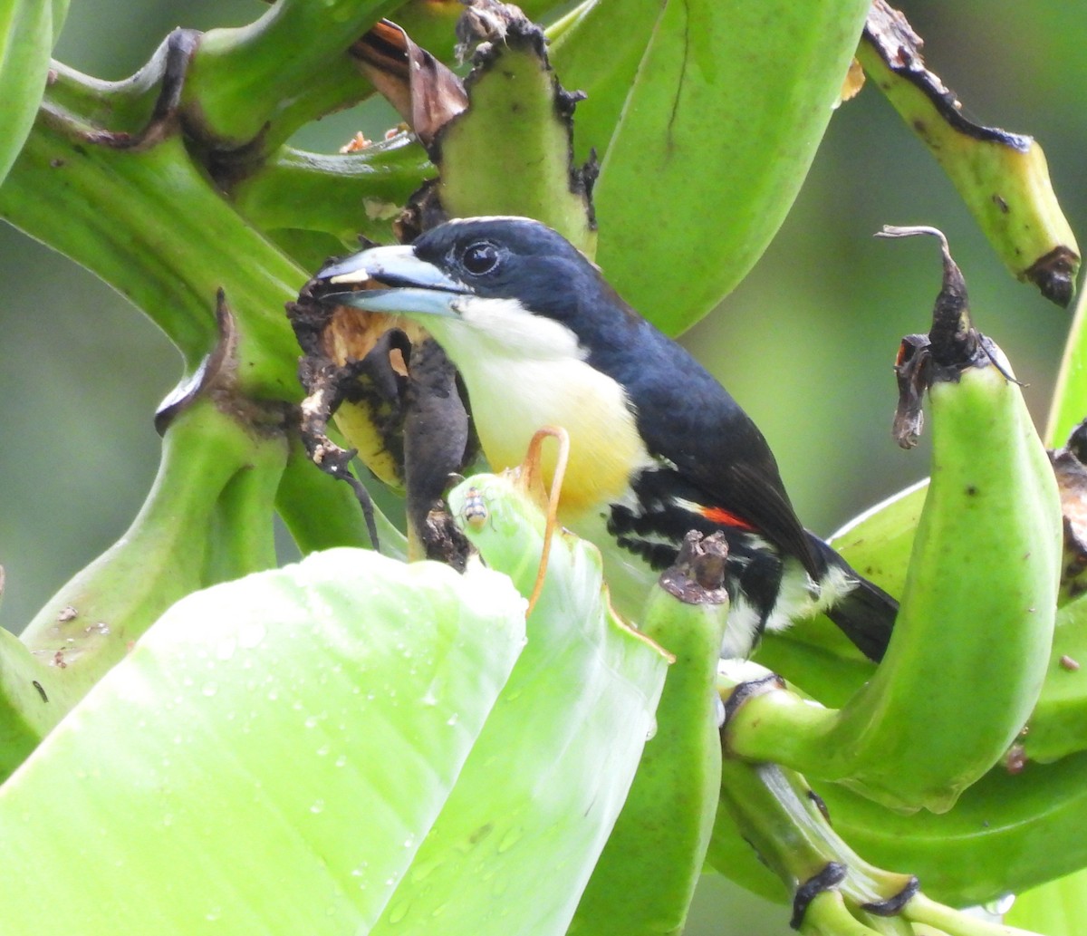 Spot-crowned Barbet - ML627189495