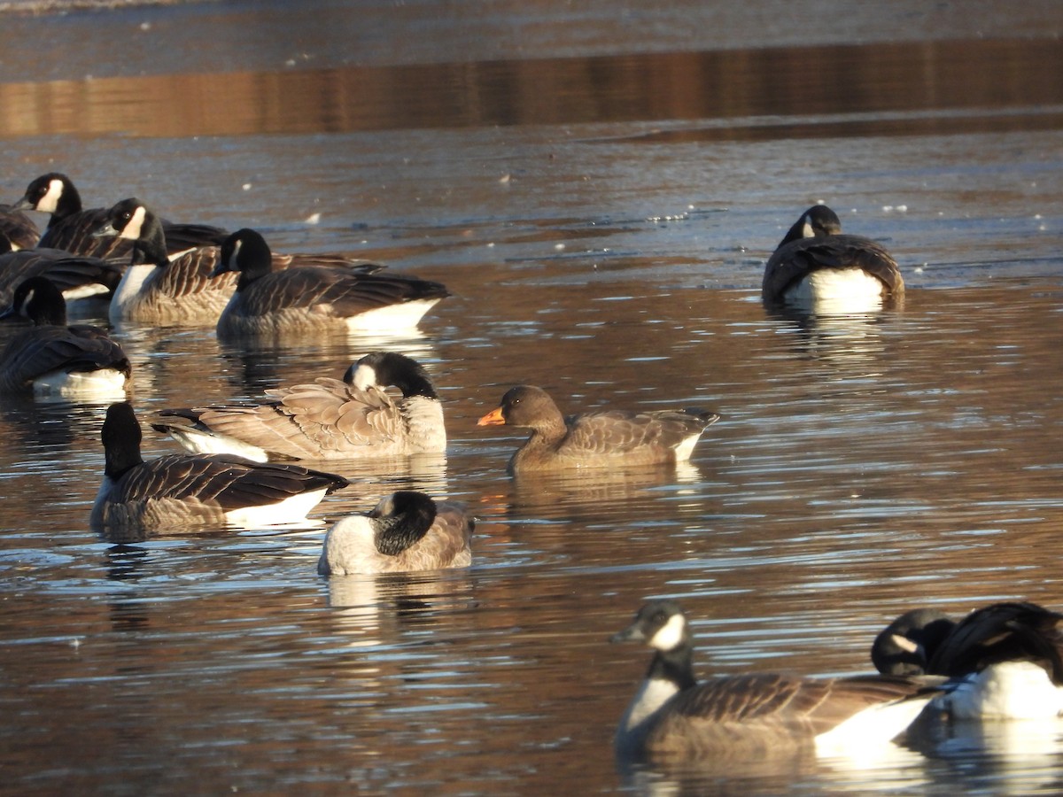 Greater White-fronted Goose - ML627189747