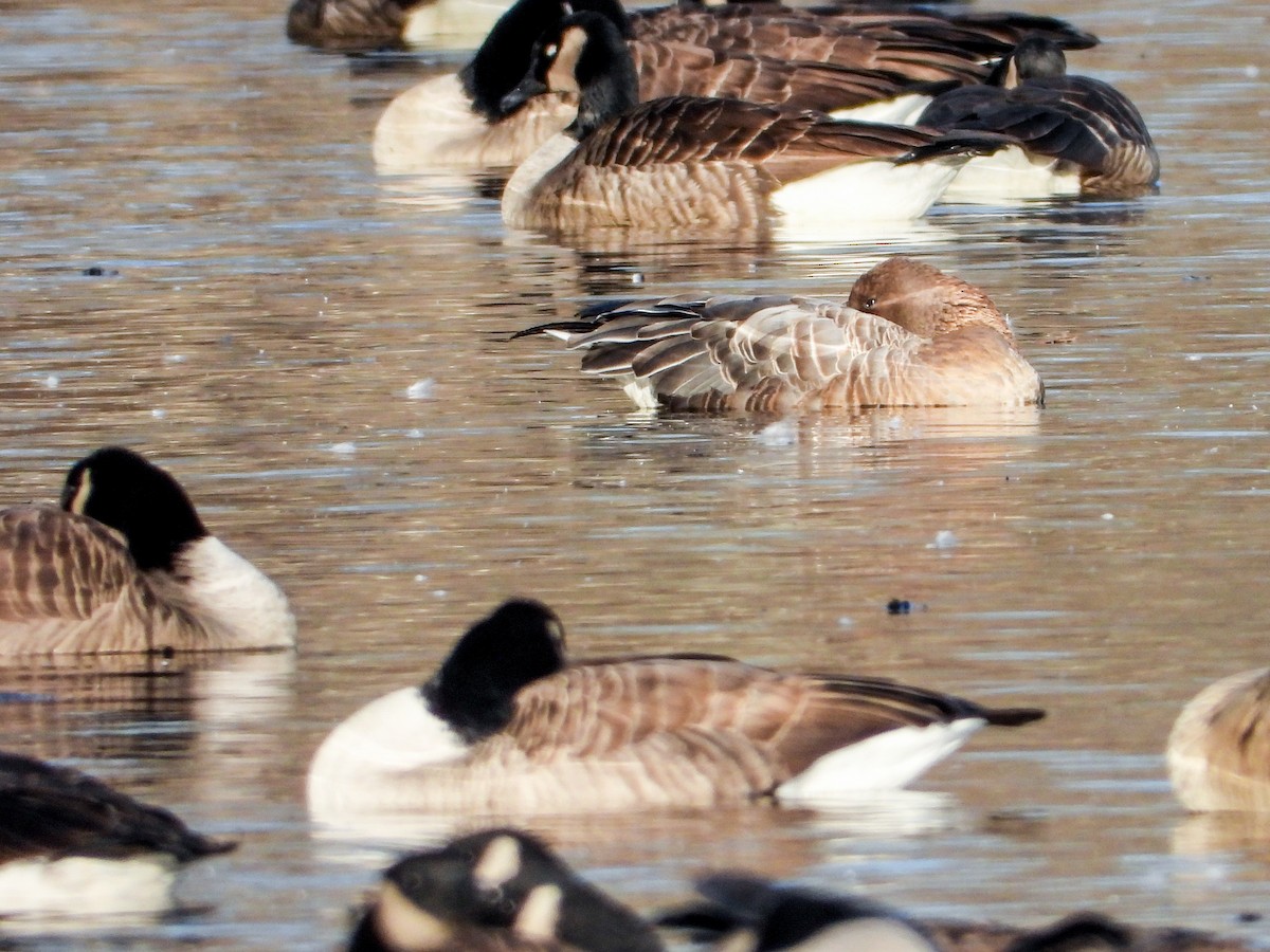 Pink-footed Goose - ML627189796