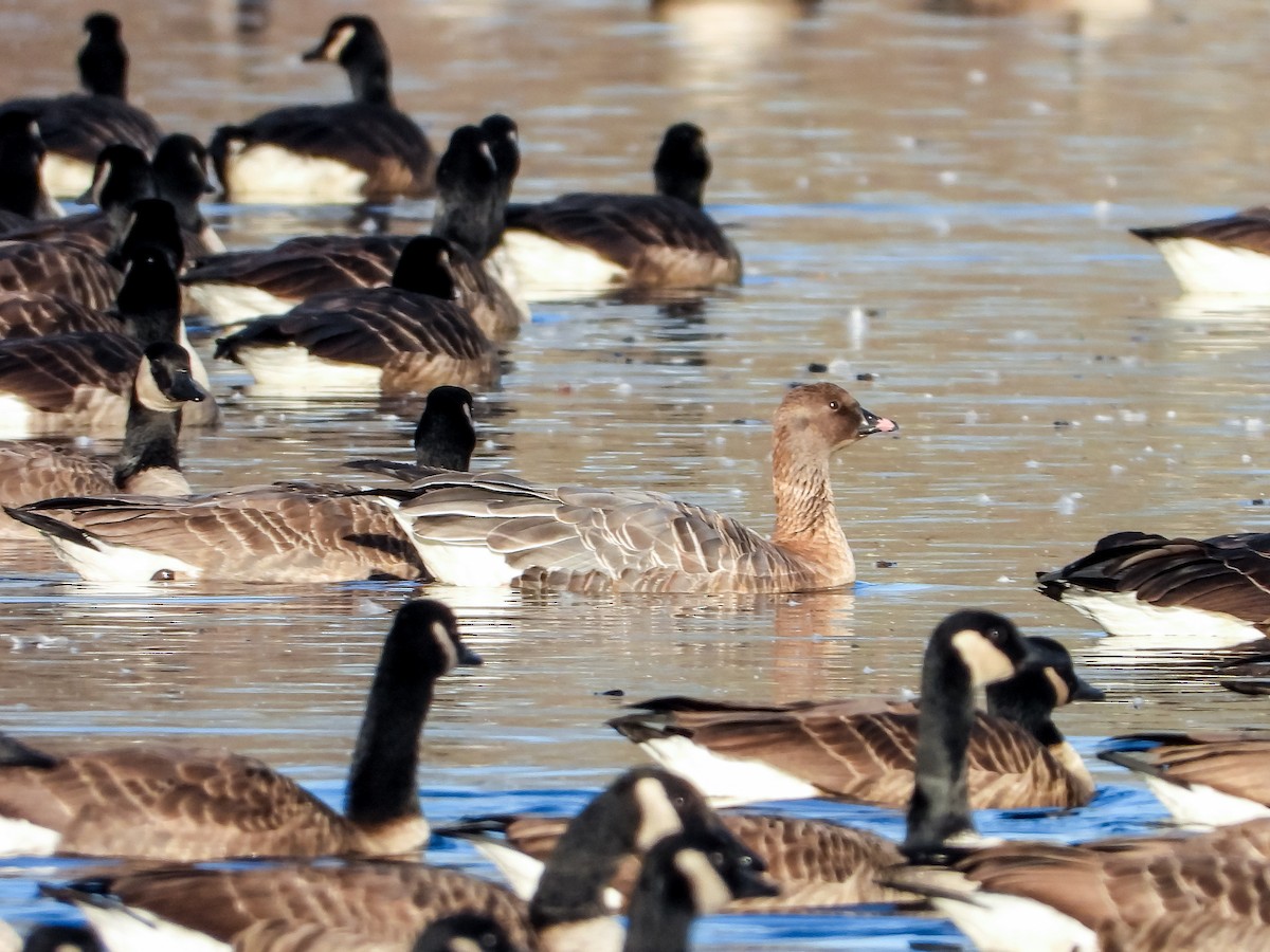 Pink-footed Goose - ML627189802