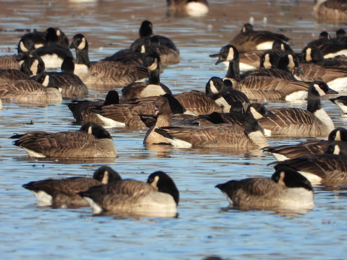 Pink-footed Goose - ML627189803