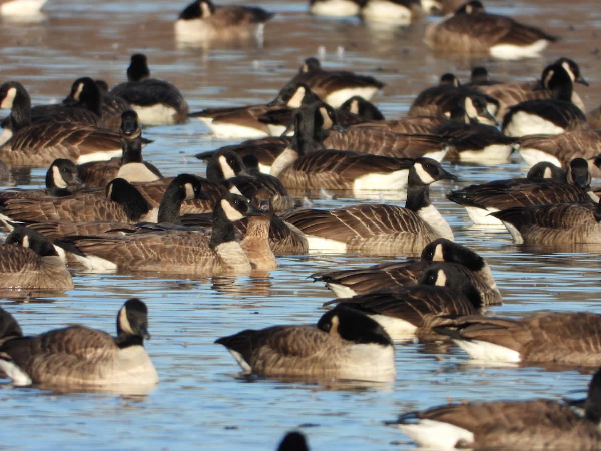 Pink-footed Goose - ML627189804