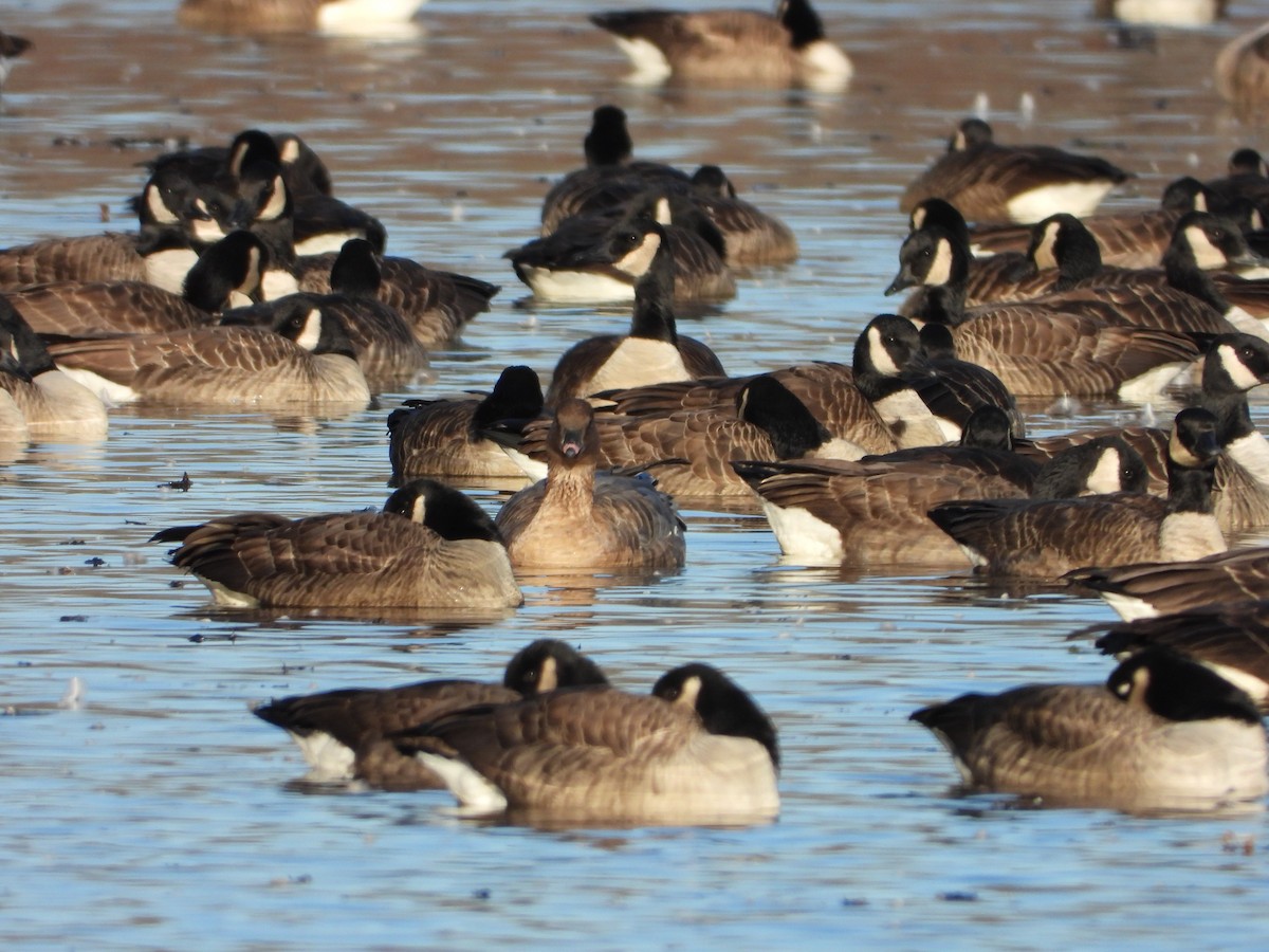 Pink-footed Goose - ML627189805