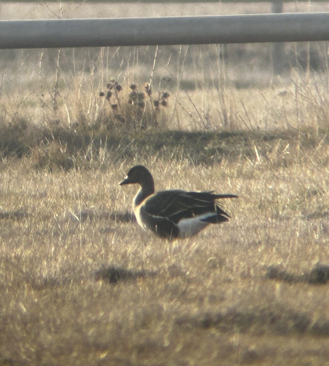 Tundra Bean-Goose - ML627189878